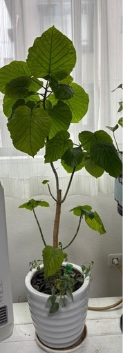 大型観葉植物115センチ陶器鉢付き