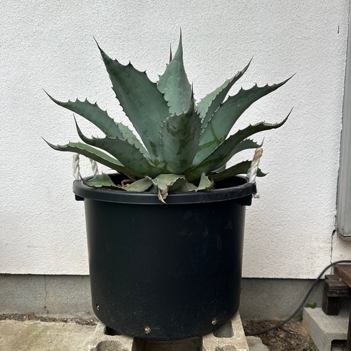 特大アガベオバティフォリア　フロスティブルーけい系