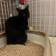 美人すずりちゃん★人気な黒猫🩷