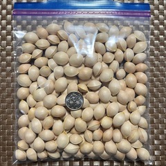 銀杏　秋の味覚🍂　ぎんなん　300g おつまみやお料理にいかがですか？の画像