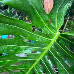 [観葉植物]モンステラ
の画像
