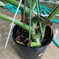 [観葉植物]モンステラ
の画像
