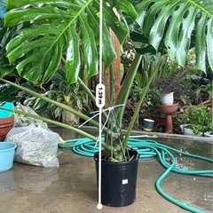 [観葉植物]モンステラ
の画像