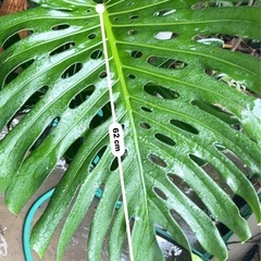 [観葉植物]モンステラ
の画像