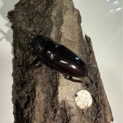 大特価‼️マンディブラリスの画像