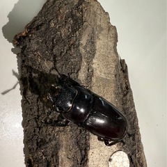 大特価‼️マンディブラリスの画像
