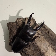 ツシマヒラタ大特価‼️の画像