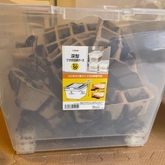 デュビア 無選別 飼育ケース付きの画像