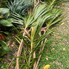 ドラセナ　観葉植物　挿し木用の画像