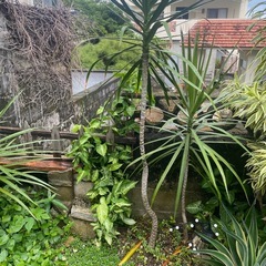 ドラセナ　観葉植物　挿し木用の画像