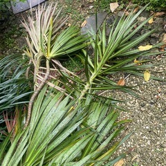 ドラセナ　観葉植物　挿し木用の画像