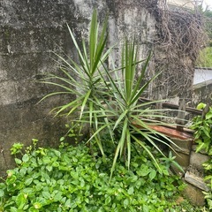 ドラセナ　観葉植物　挿し木用の画像