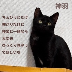 気になる方はお早めに‼️推定3ヶ月半～4ヶ月の仲良し兄弟の家族募集中
