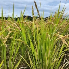 新米🌾ヒノヒカリ 籾30kg⑤（令和7年度米）の画像