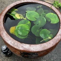 亀壺　めだか　水槽の画像