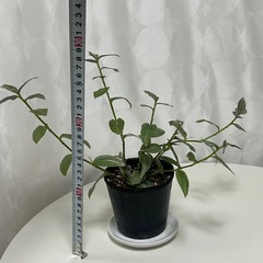 観葉植物　トラディスカンティア　ラベンダー　　の画像