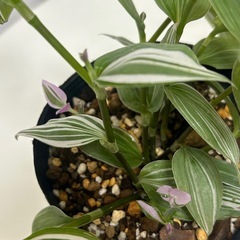 観葉植物　トラディスカンティア　ラベンダー　　の画像