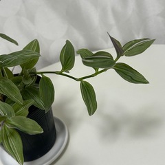 観葉植物　トラディスカンティア　ラベンダー　　の画像