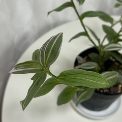 観葉植物　トラディスカンティア　ラベンダー　　の画像