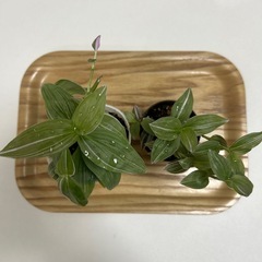 観葉植物　トラディスカンティア　ラベンダー　2個セット　の画像