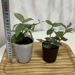 観葉植物　トラディスカンティア　ラベンダー　2個セット　の画像
