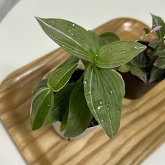 観葉植物　トラディスカンティア　ラベンダー　2個セット　の画像