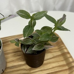 観葉植物　トラディスカンティア　ラベンダー　2個セット　の画像