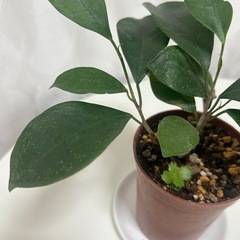 観葉植物　ガジュマル　の画像