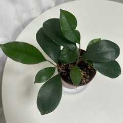 観葉植物　ガジュマル　の画像