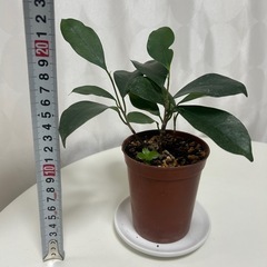 観葉植物　ガジュマル　の画像