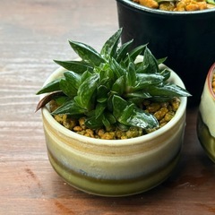 全て決まりました。✨多肉植物✨観葉植物✨自然  の画像