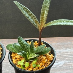 全て決まりました。✨多肉植物✨観葉植物✨自然  の画像