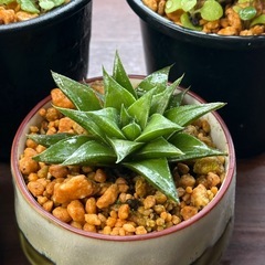 全て決まりました。✨多肉植物✨観葉植物✨自然  の画像