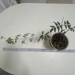 植物　ハゴロモジャスミンの画像