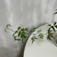 植物　ハゴロモジャスミンの画像