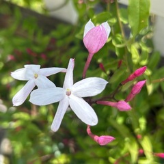 植物　ハゴロモジャスミンの画像