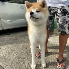 秋田犬赤メス