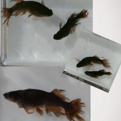 ‼️‼️‼️画像のメダカ販売中‼️‼️‼️の画像
