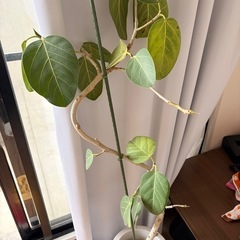 モンステラ ゴムのノキの画像