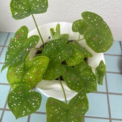 カラジウム.ビコロールの画像