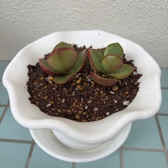 カネノナルキの画像