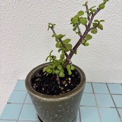 銀杏木の画像