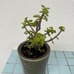 銀杏木の画像