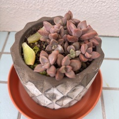 多肉植物の画像