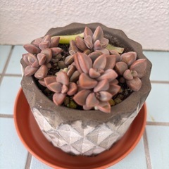 多肉植物の画像