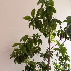 立木　観葉植物　
樹木の画像