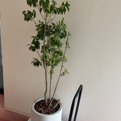 立木　観葉植物　
樹木の画像