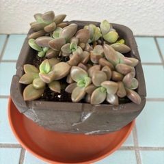 多肉植物の画像