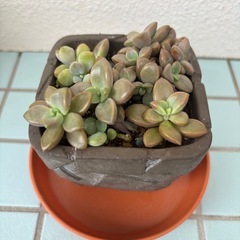 多肉植物の画像