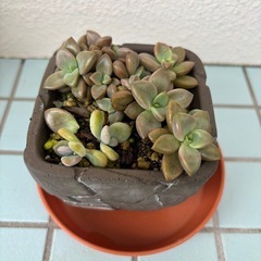 多肉植物の画像